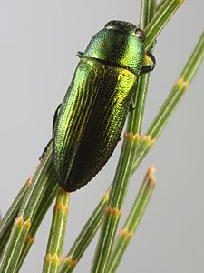 Melobasis sp. Broad green, PL3407, male, on Allocasuarina muelleriana ssp. muelleriana, SE, 9.9 × 3.7 mm